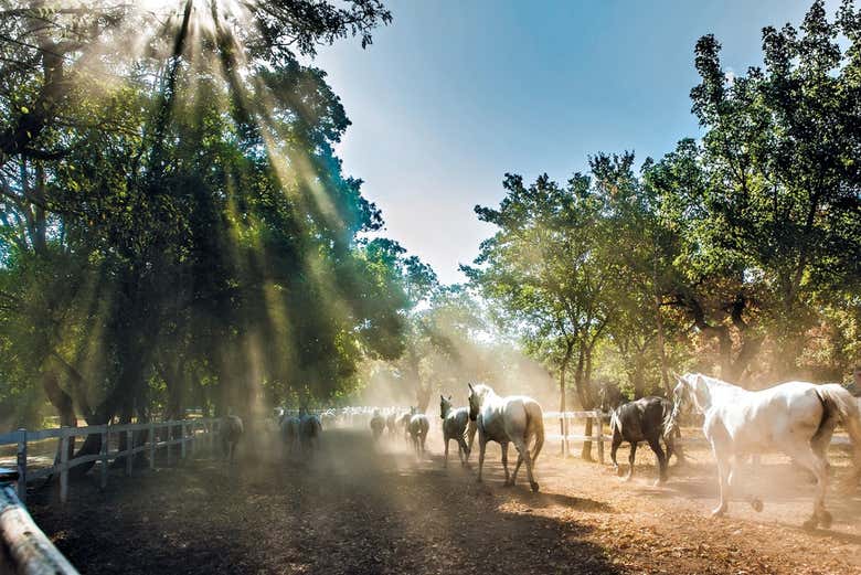 Cavalos em Lipica