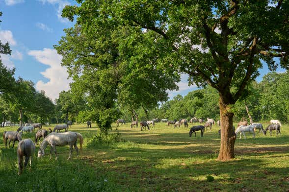 Paraíso dos Cavalos Fazenda – Apps no Google Play