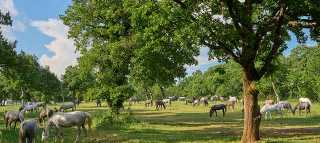 Excursion à Lipica et aux grottes de Skocjan 