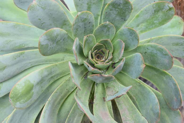 Flora do Barranco del Inferno
