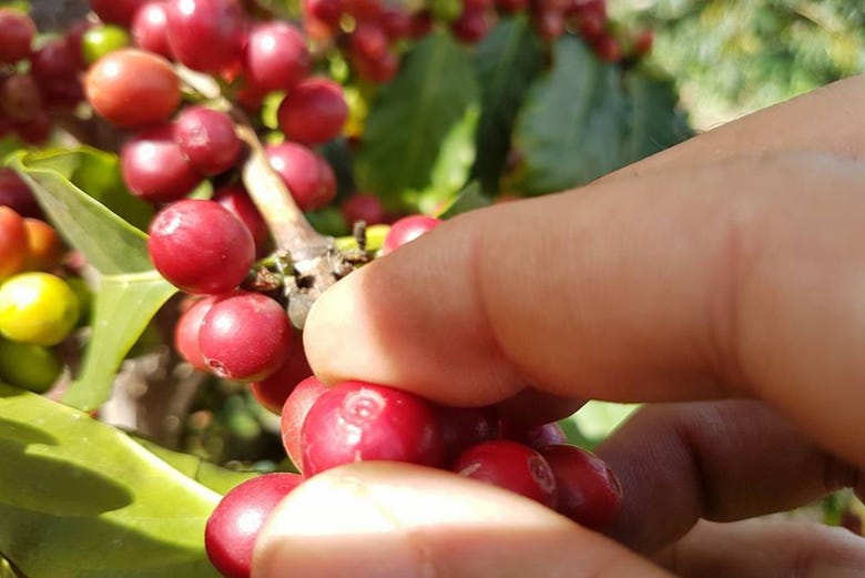 Planta de café dando sus frutos