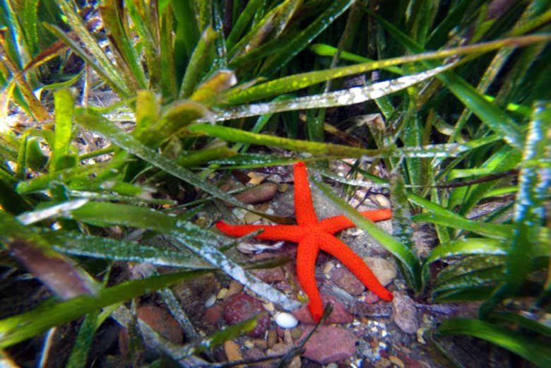 Étoile de mer