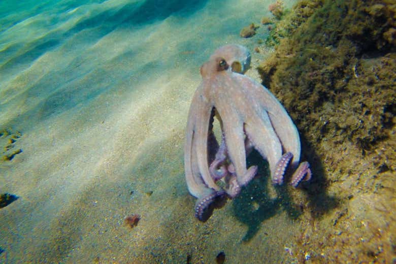 Fonds marins du Cabo de Gata