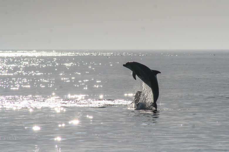 Dolphins on the coast of Aguadulce
