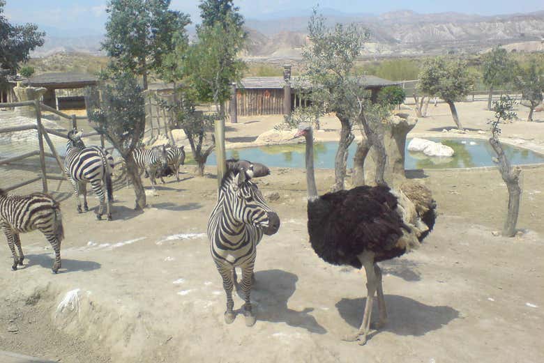 Zoológico do Oasys MiniHollywood