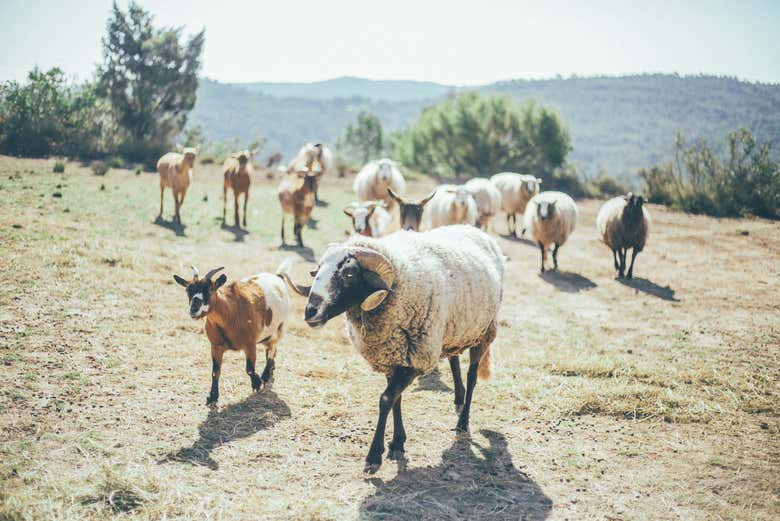 Pecore e capre nella riserva