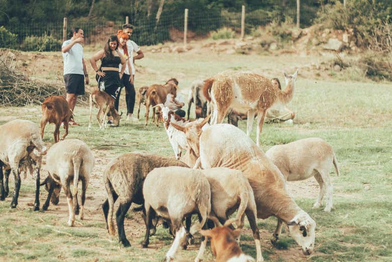 Pecore nella riserva
