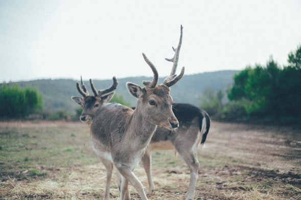 Tour della Riserva Wild Forest