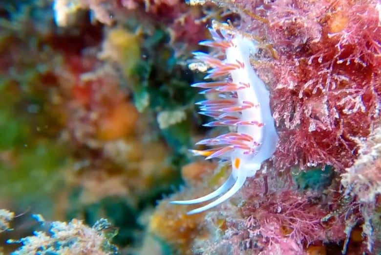 Un nudibranquio