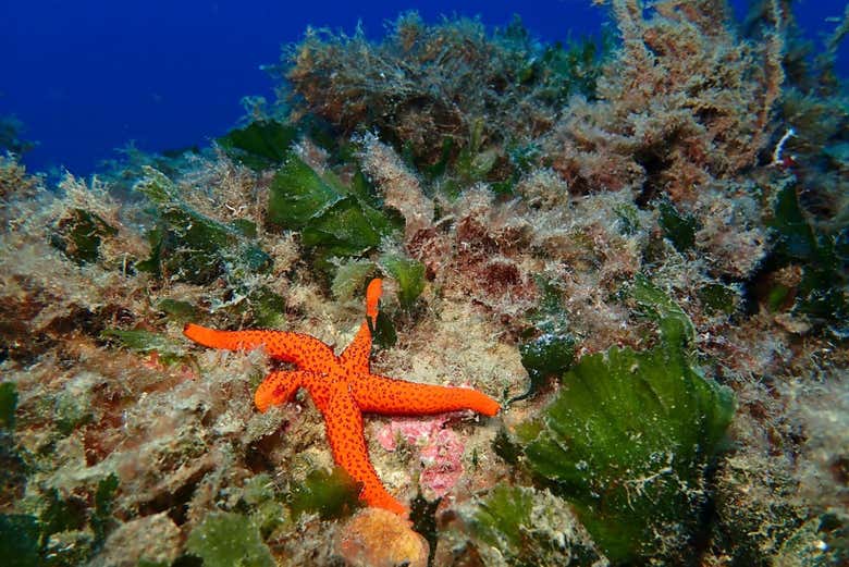 Estrella de mar