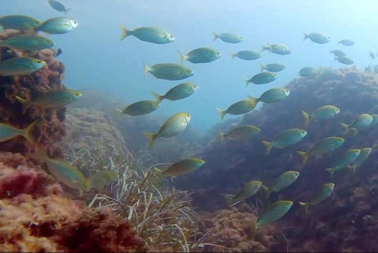 Biodiversidad marina de la isla del Fraile