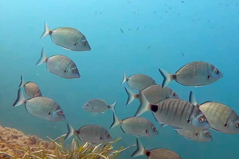 Banco de peces