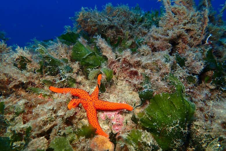 Estrella de mar