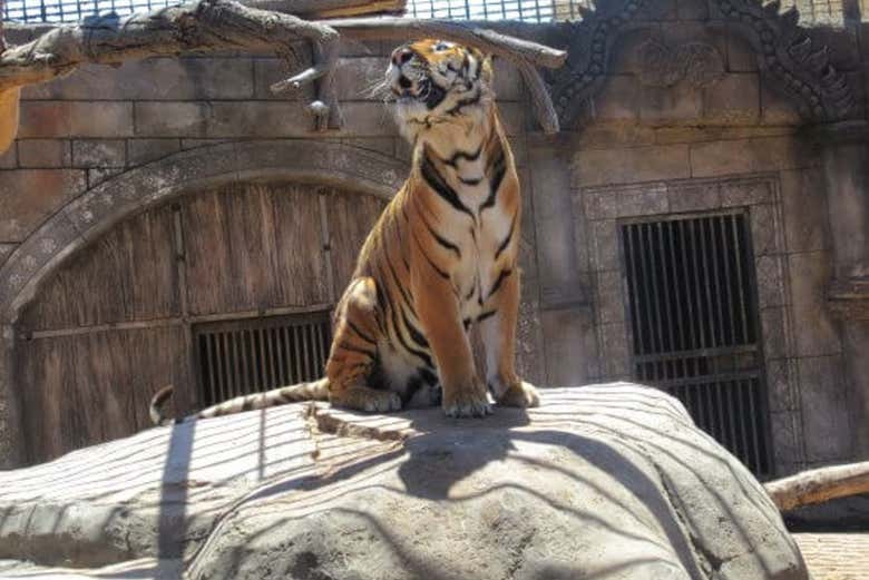 Tigre del Cocodrilo Park