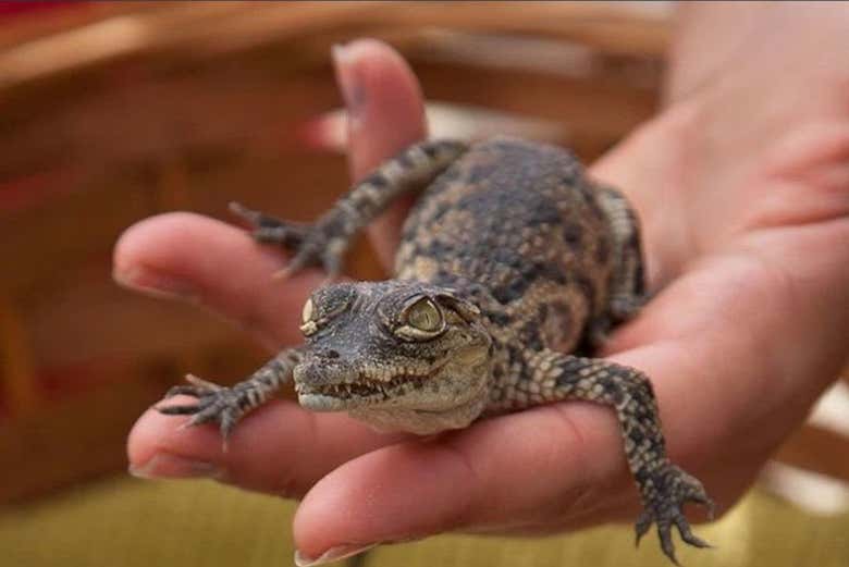 Un cucciolo di coccodrillo