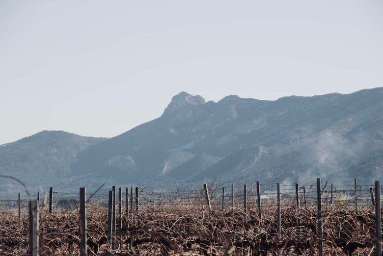 Vistas de la finca