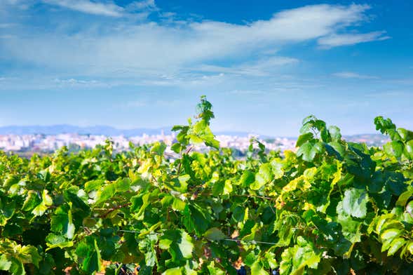 Visita a la bodega La Casa de las Vides