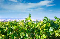 Visita a la bodega La Casa de las Vides