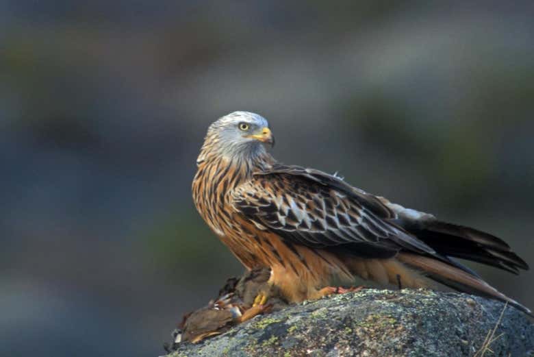 Contemplando las aves