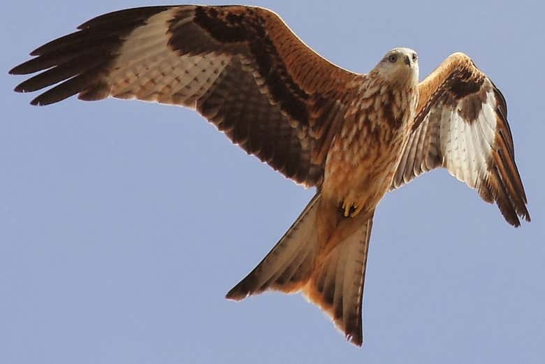 Aves rapaces en la Sierra de Aracena
