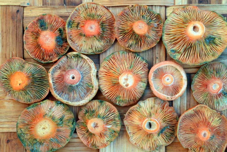 Esemplari di lactarius deliciosus