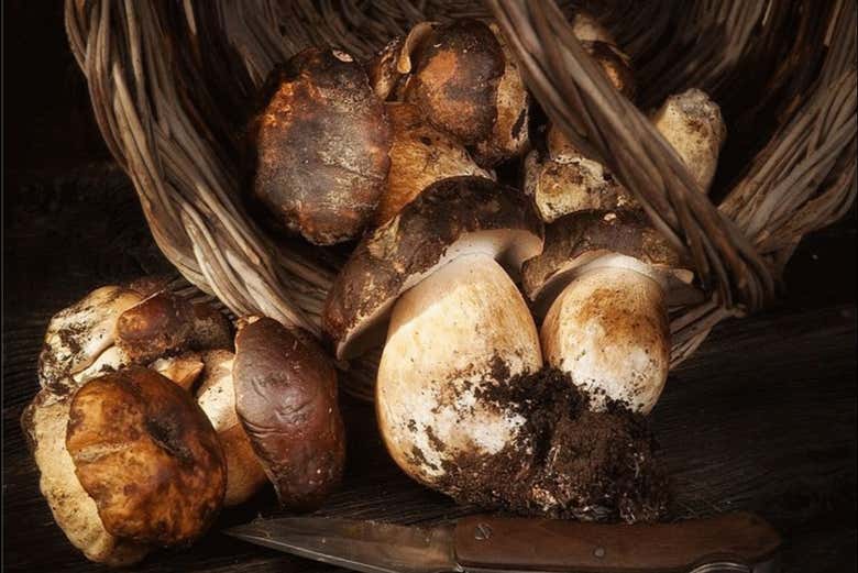 Classificando i funghi raccolti durante l'attività