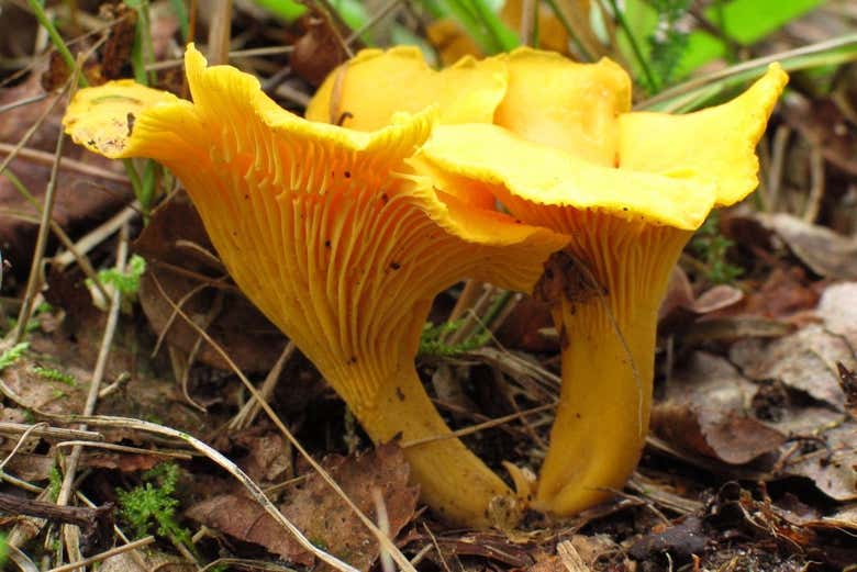 Raccolta di funghi nella Sierra de Aracena
