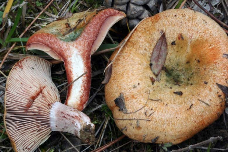 Esemplari di funghi silvestri