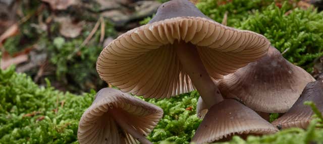 Recogida de setas en Alájar