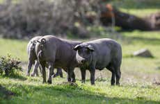 Tour del cerdo ibérico por Alájar