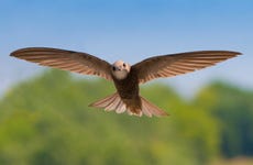Avistamiento de aves en Alange