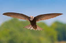 Avistamento de aves em Alange