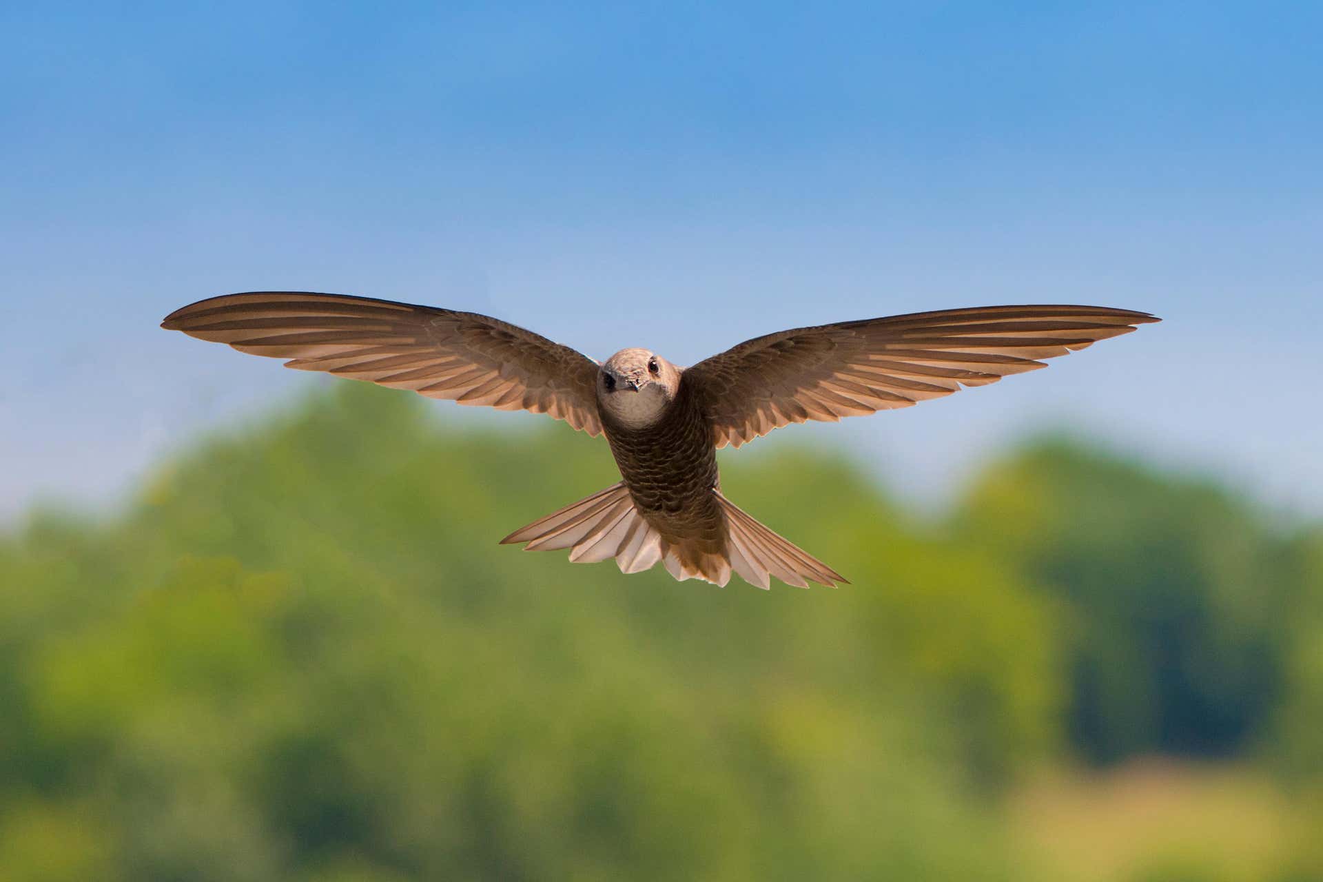 Alange Bird Watching Tour