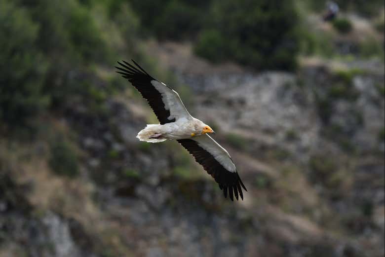 Egyptian vulture sighting
