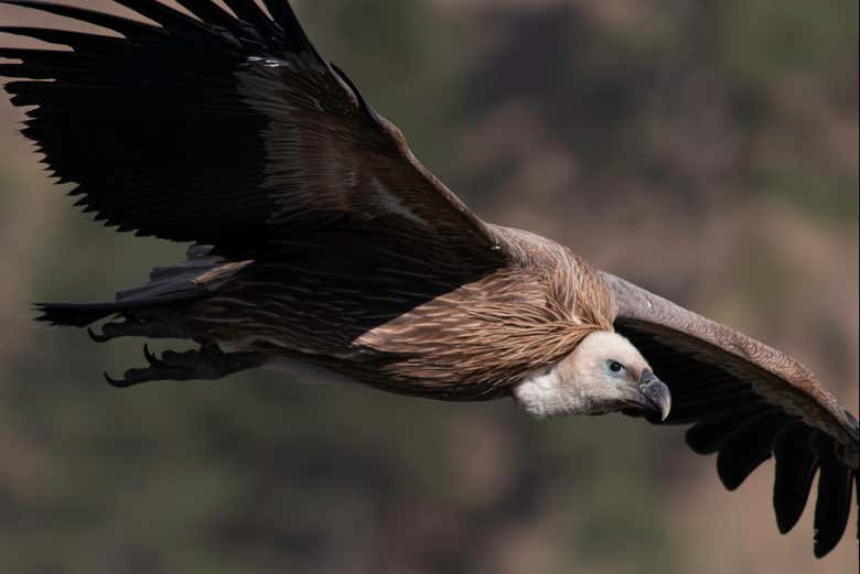 Griffon vulture in flight