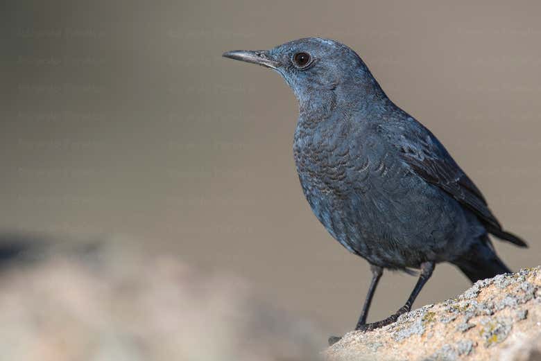Blue Rock Thrush