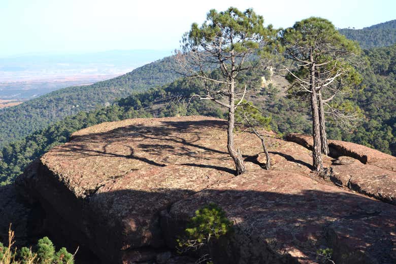 Pinares de Rodeno