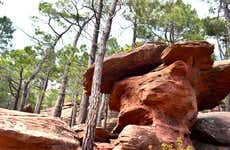 Tour por las pinturas rupestres de los Pinares de Rodeno
