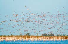 Excursión al Delta del Ebro + Paseo en barco