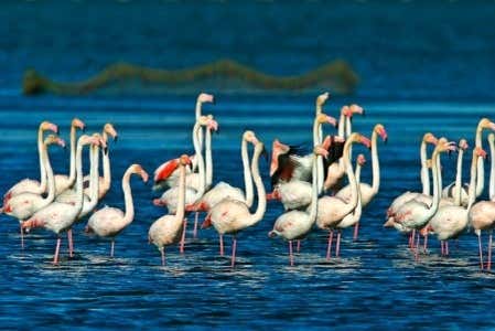Flamencos en el Delta del Ebro
