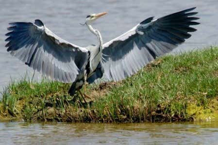 Biodiversidad en el Delta del Ebro