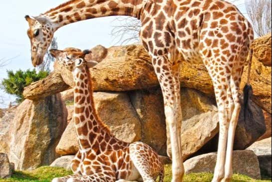 Girafas descansando no Bioparc Valência