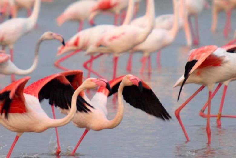 Coloridos flamencos