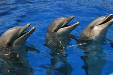 See dolphins at the Oceanografic