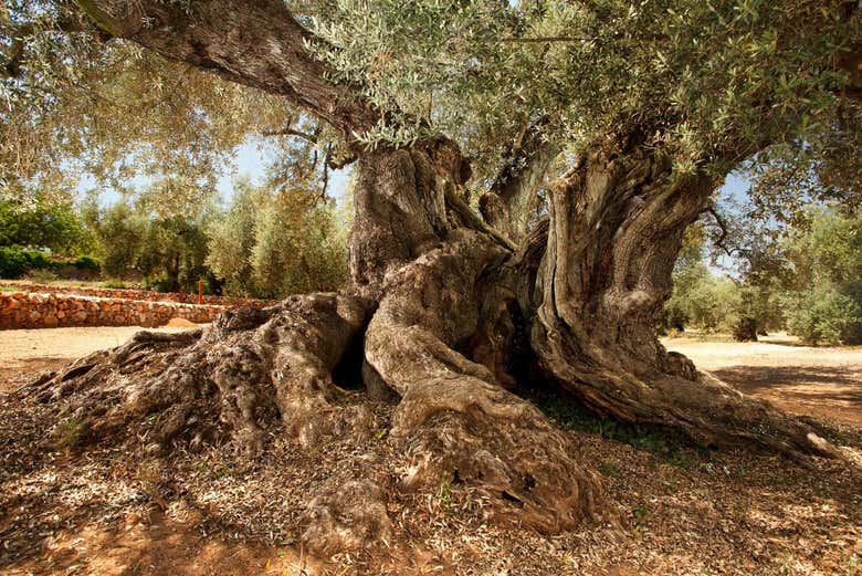 Thousand year old olive tree