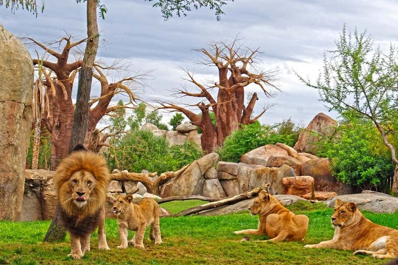 Bioparc Valência