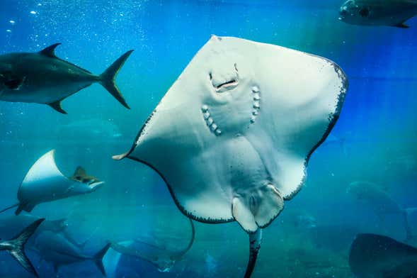 Excursão ao Palma Aquarium