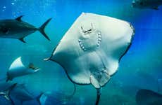 Excursión a Palma Aquarium