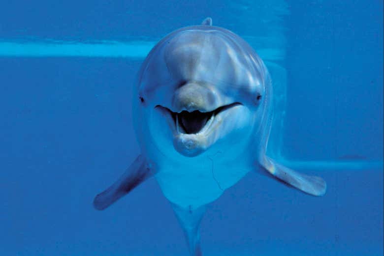 Uno de los mamíferos marinos del delfinario