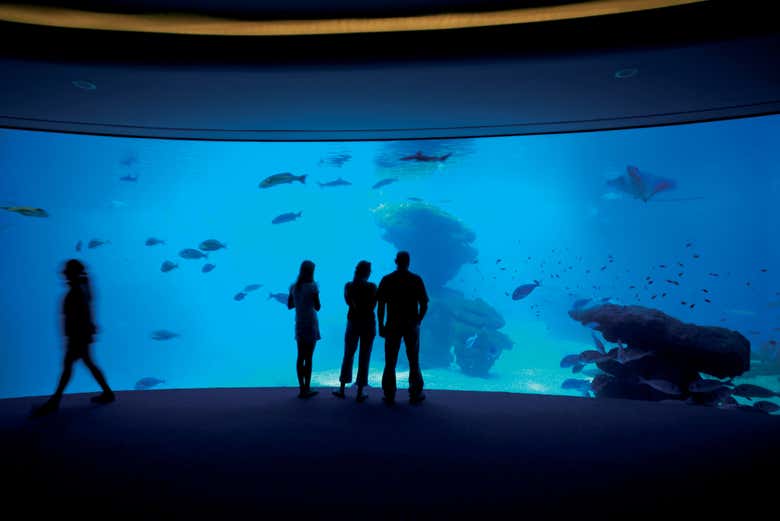 Visitando uno de los tanques del Palma Aquarium